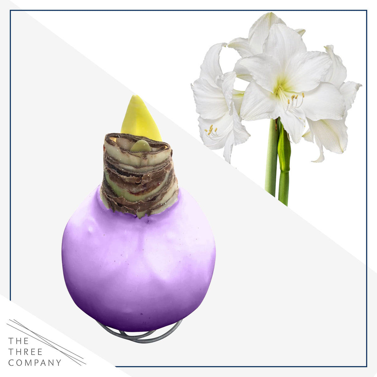 The Three Company waxed amaryllis reaches up to 16 inches tall.