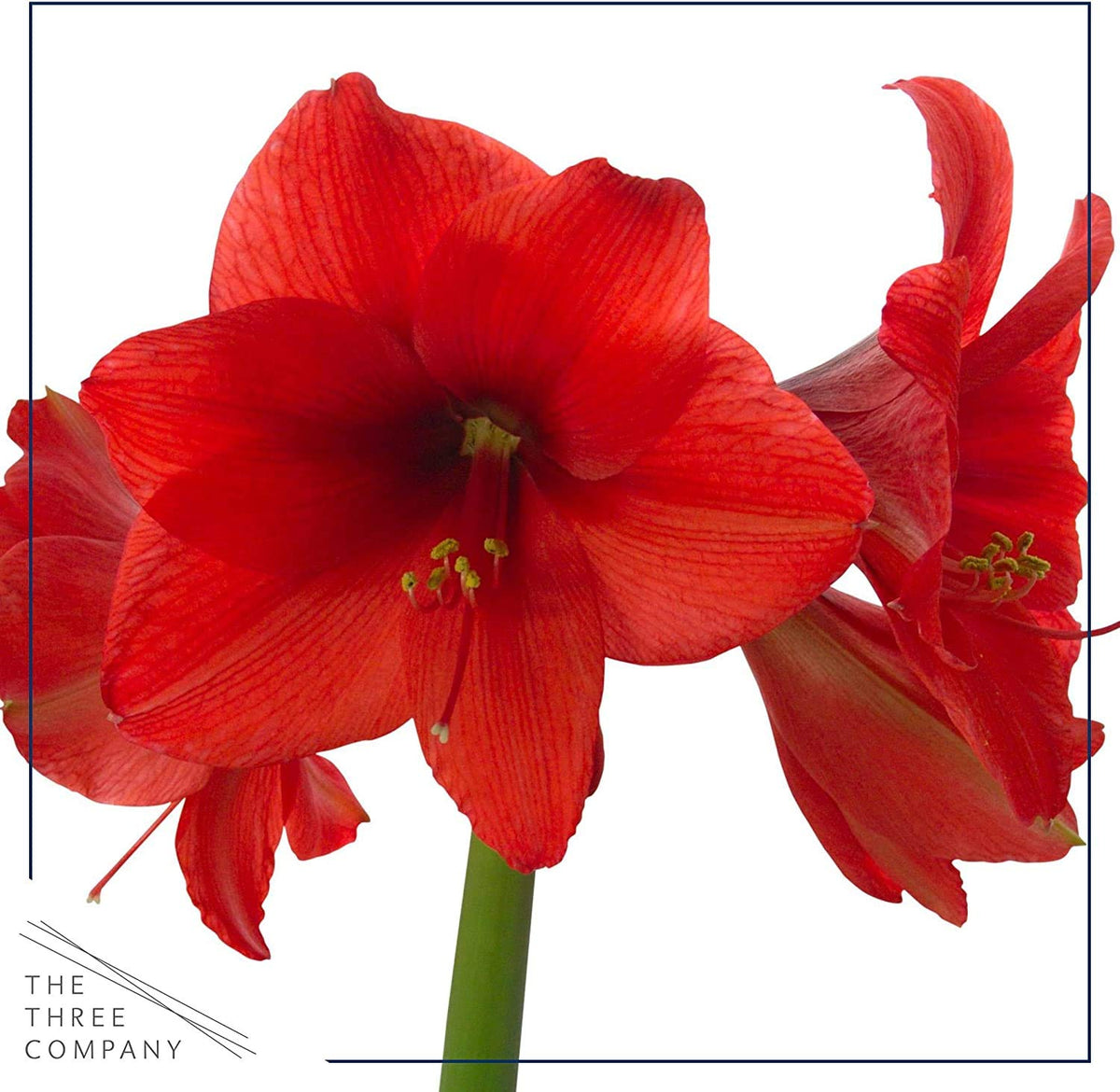 Close-up of waxed amaryllis bulb showing red wax detail by The Three Company.