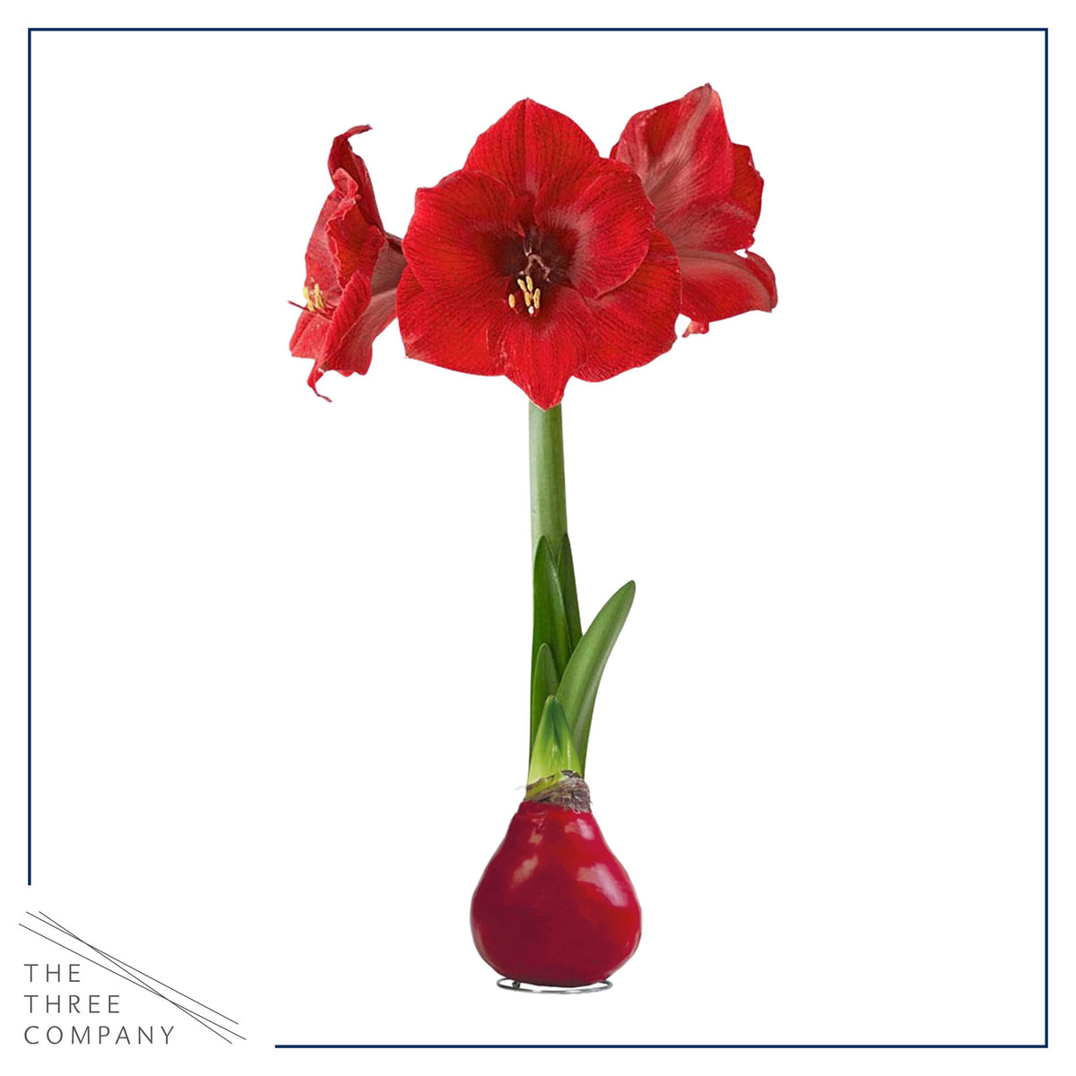 Waxed amaryllis bulb on a surface under bright lighting by The Three Company.