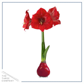 Waxed amaryllis bulb on a surface under bright lighting by The Three Company.