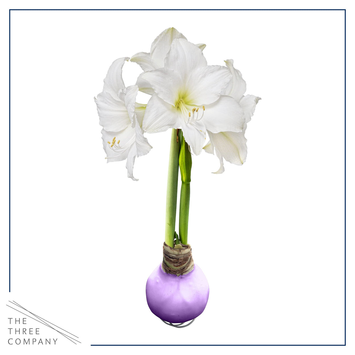 The Three Company waxed amaryllis bulb on a surface ready to bloom.