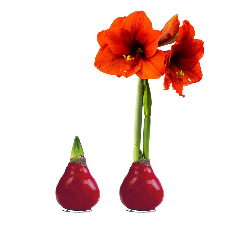 The Three Company waxed amaryllis bulb with red wax and vibrant blooms for festive decor.