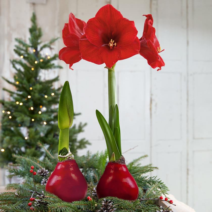 Elegant red wax-wrapped amaryllis by The Three Company for holiday gifting.