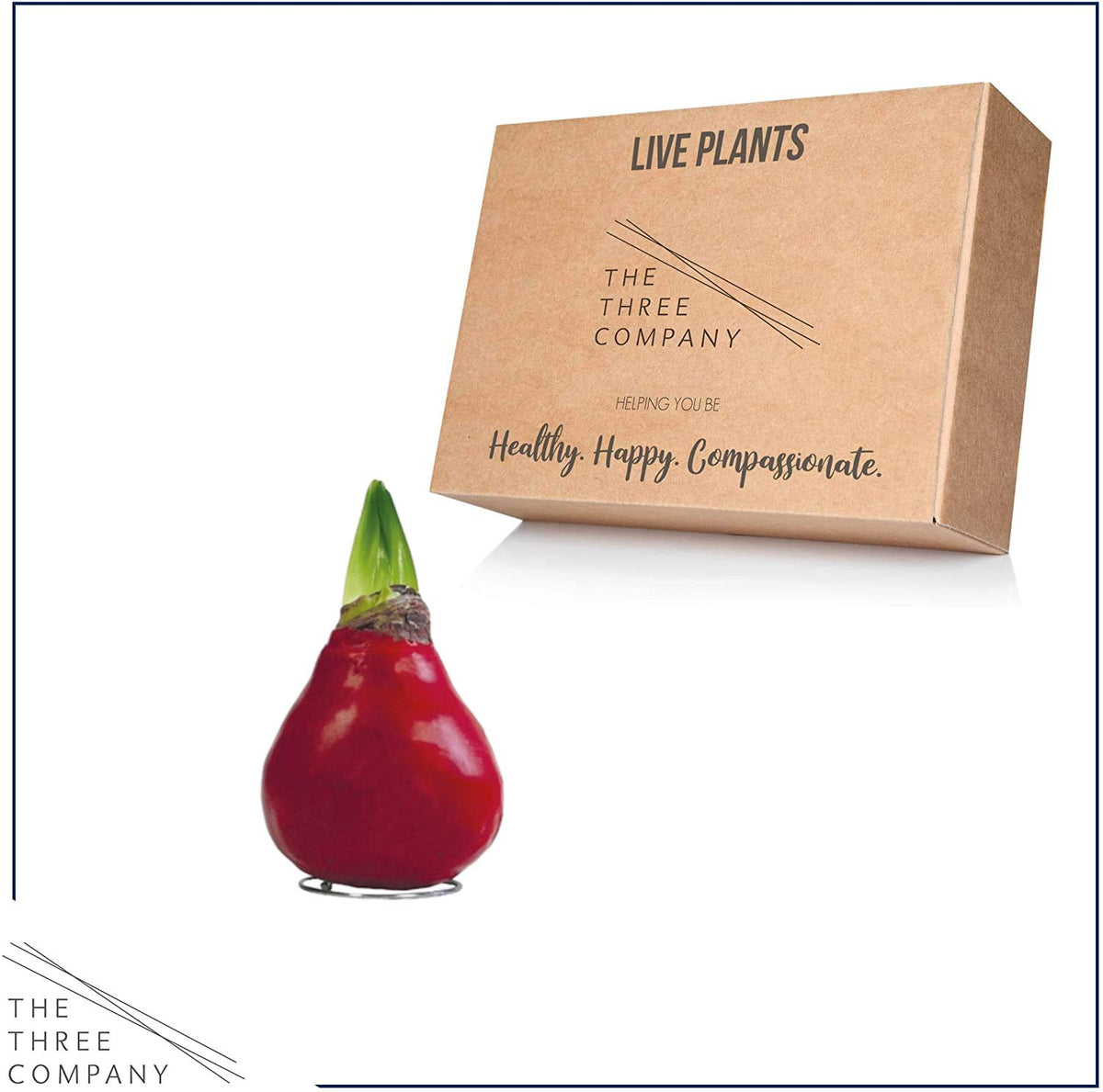 Gift-ready waxed amaryllis from The Three Company showcasing festive blooms.