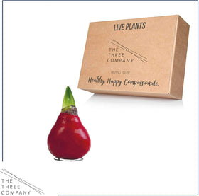 Gift-ready waxed amaryllis from The Three Company showcasing festive blooms.