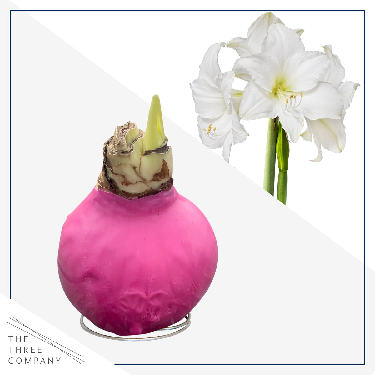 The Three Company waxed amaryllis gift-ready packaging makes a thoughtful present