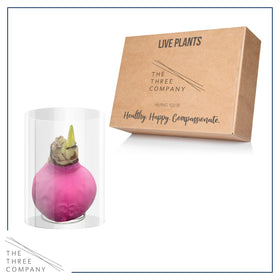 The Three Company waxed amaryllis greenhouse-fresh shipment arrives direct from our greenhouse