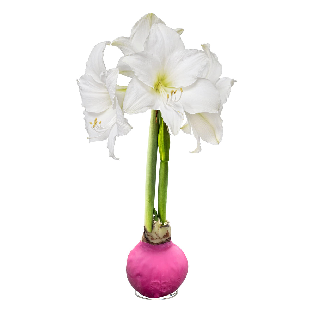 The Three Company waxed amaryllis pink wax close-up for vibrant winter decor