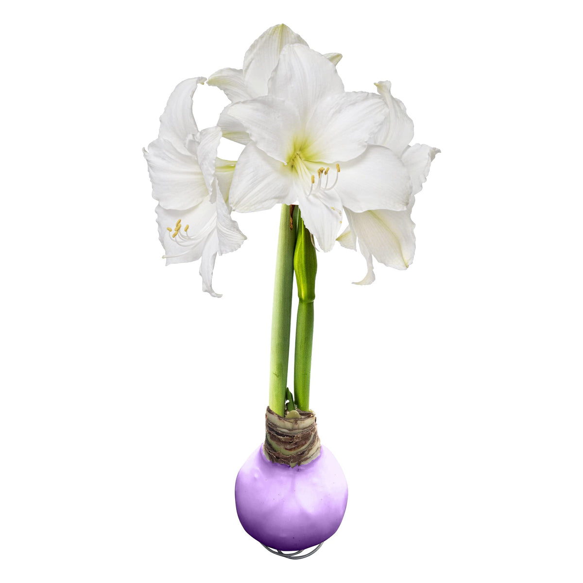 The Three Company waxed amaryllis purple wax bloom on display.
