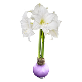 The Three Company waxed amaryllis purple wax bloom on display.