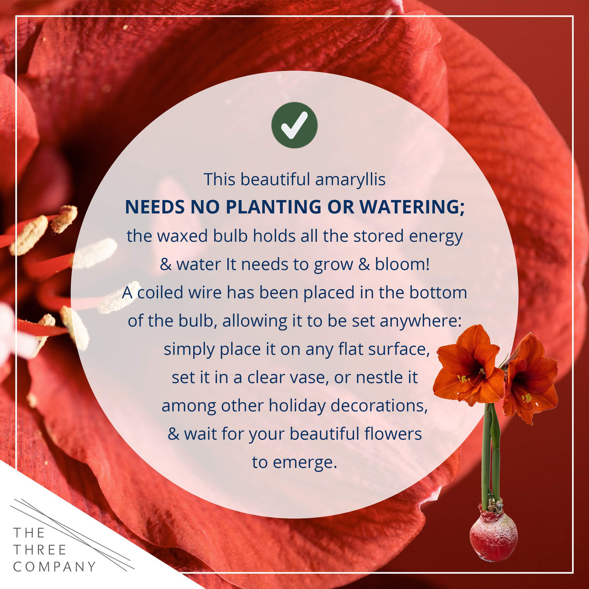 The Three Company waxed amaryllis red blooms brightening holiday decor.