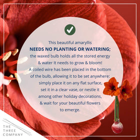 The Three Company waxed amaryllis red blooms brightening holiday decor.