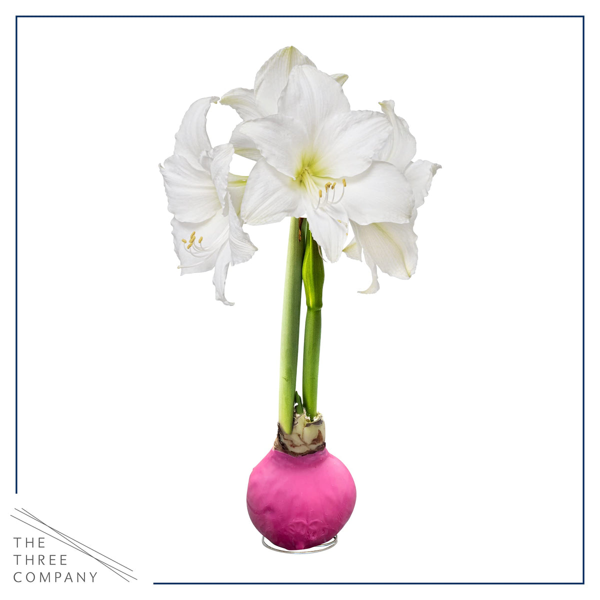 The Three Company waxed amaryllis tabletop display adds elegance on shelves