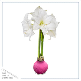 The Three Company waxed amaryllis tabletop display adds elegance on shelves