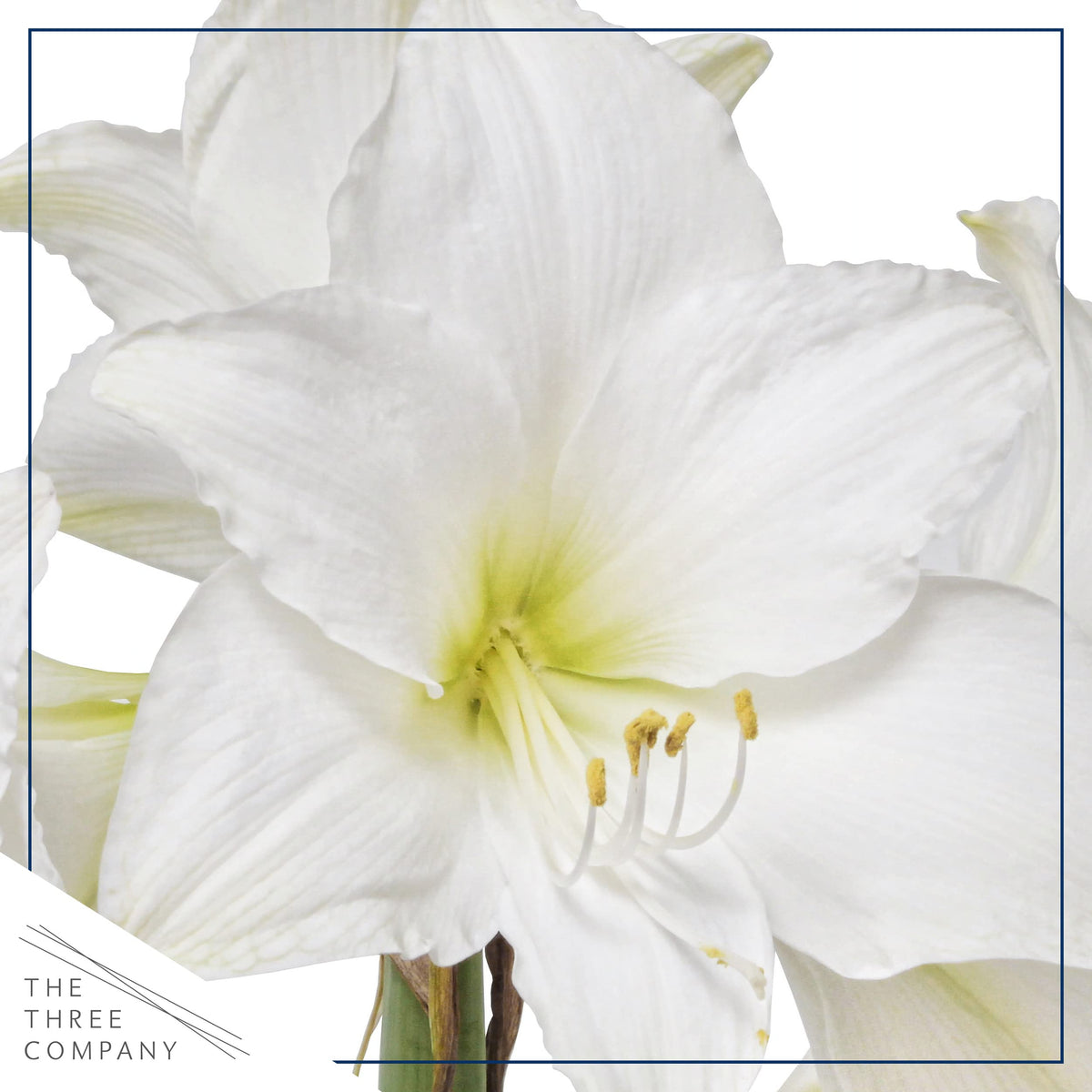 The Three Company waxed amaryllis close-up showing purple wax and white blooms.
