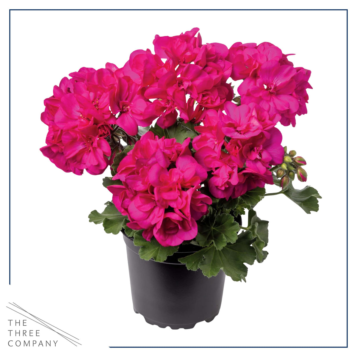 The Three Company zonal geraniums in 1-qt-pot await transplant.