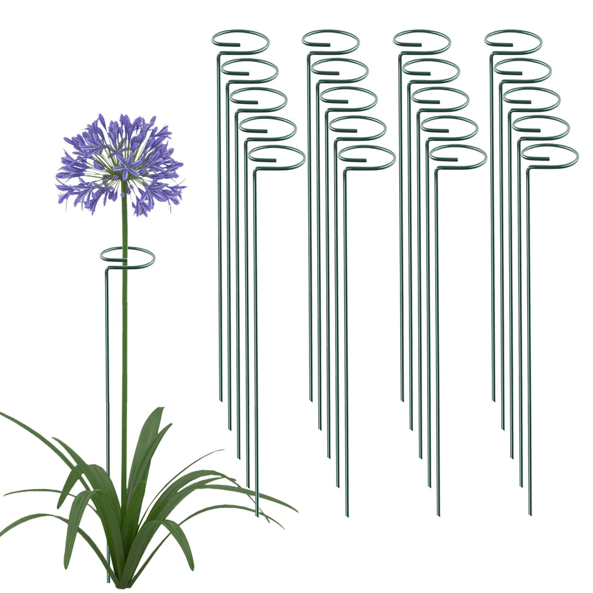 Thealyn 18-inch plant-stake hoop supports tall stems for upright growth.