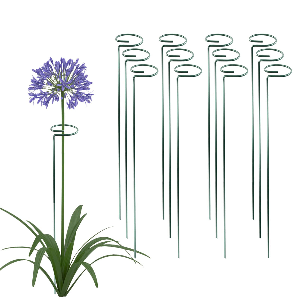 Thealyn 24-inch plant stake with hoop keeps tall stems upright.