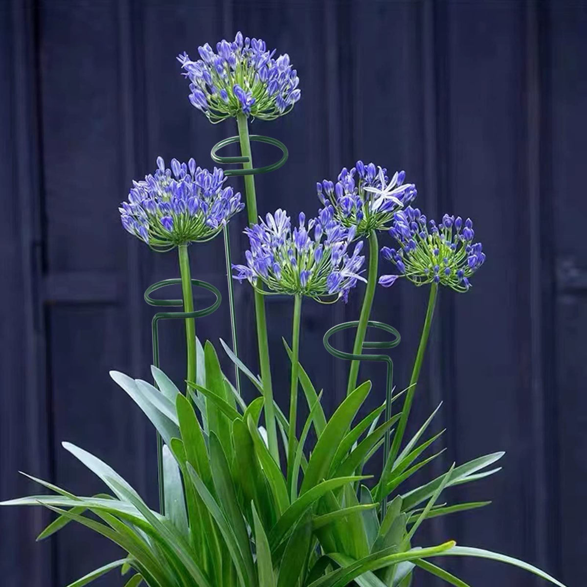 Thealyn broad compatibility supports amaryllis, orchids, lilies, and more.