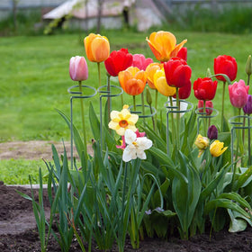 Thealyn broad compatibility supports amaryllis, roses, lilies, and more.