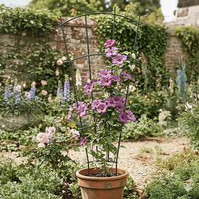 Thealyn supports cucumbers and tomatoes in pots for vertical growth.