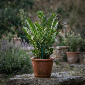 Thealyn dark green finish stake blends with roses and garden scenery.