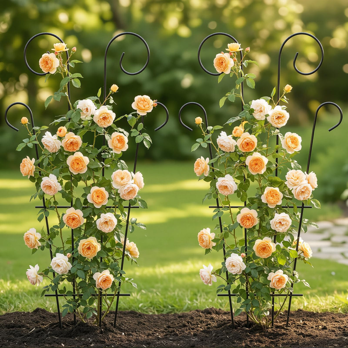 Thealyn for potted vines and climbers in containers