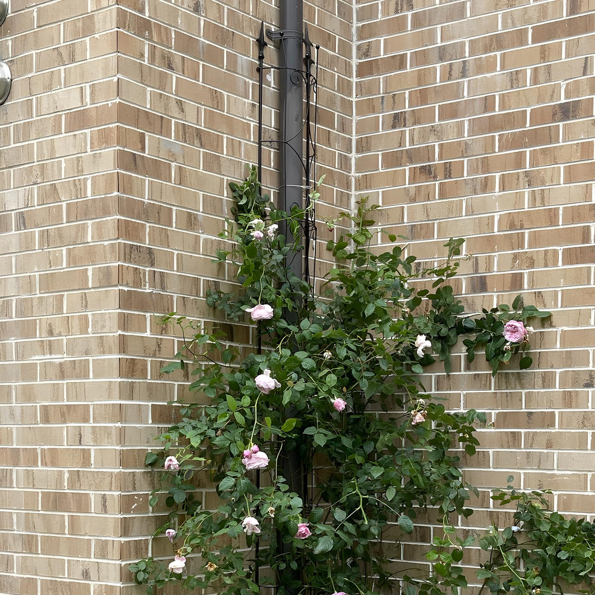 Thealyn Garden Trellis easy assembly with quick connectors