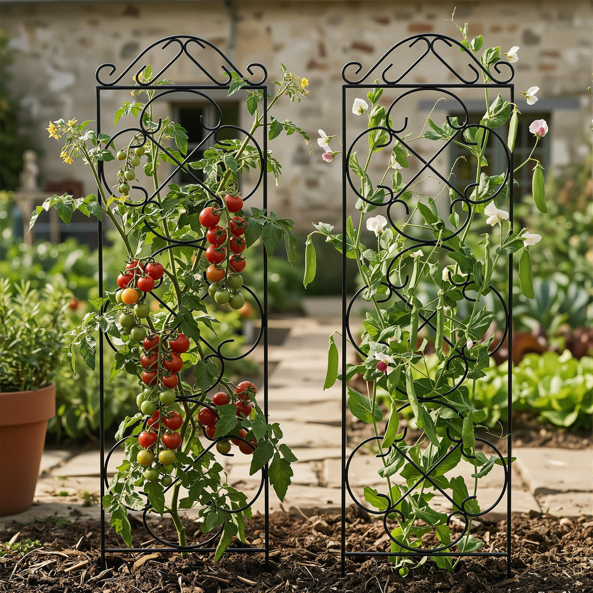 Thealyn trellis supporting ivy for vertical display outdoors