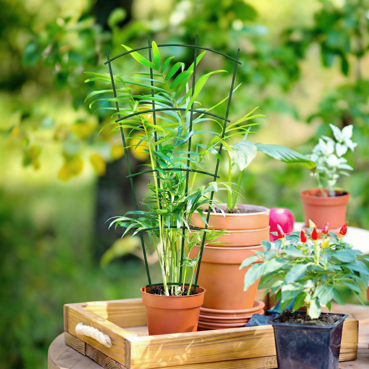 Thealyn enhances garden beds and indoor displays with a green accent.