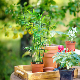 Thealyn enhances garden beds and indoor displays with a green accent.