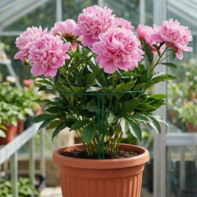 Thealyn indoor-outdoor-friendly stakes help maintain upright plants in pots or beds.