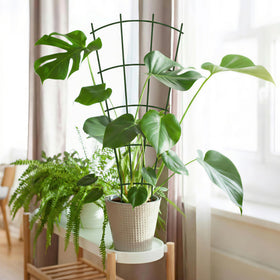 Thealyn indoor-outdoor plant support for planters and garden beds.