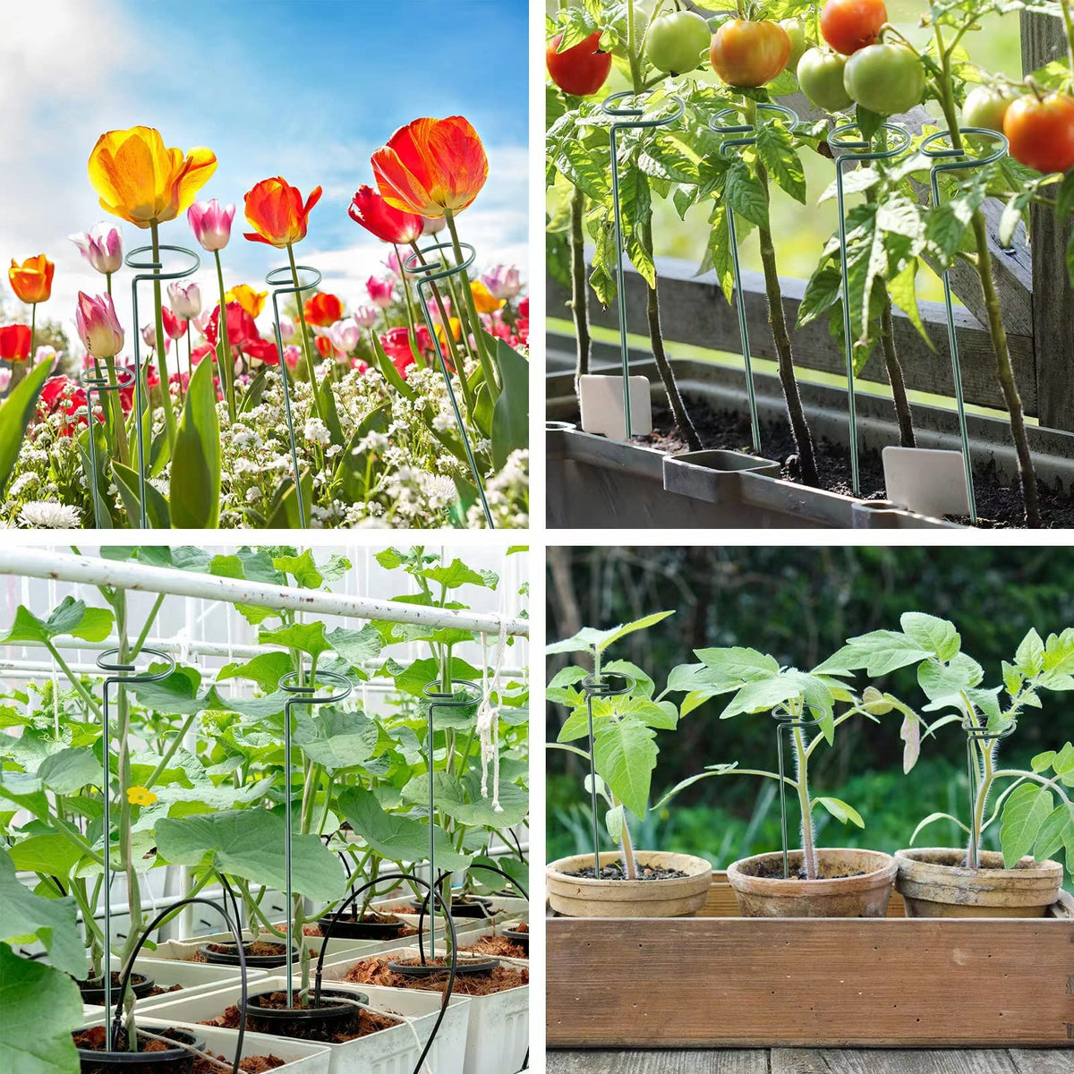Thealyn tomatoes and gladiolus benefit from sturdy, tall-stem support.