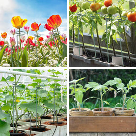 Thealyn tomatoes and gladiolus benefit from sturdy, tall-stem support.