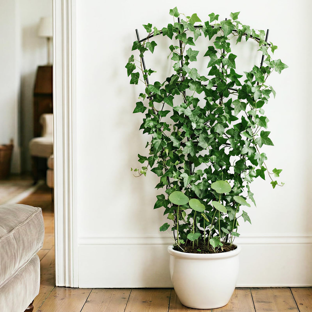 Thealyn trellis supports ivy, clematis, and jasmine for vertical growth