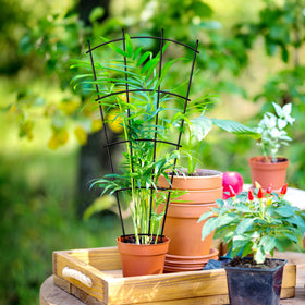 Thealyn trellis supports ivy, clematis, and jasmine to climb neatly.
