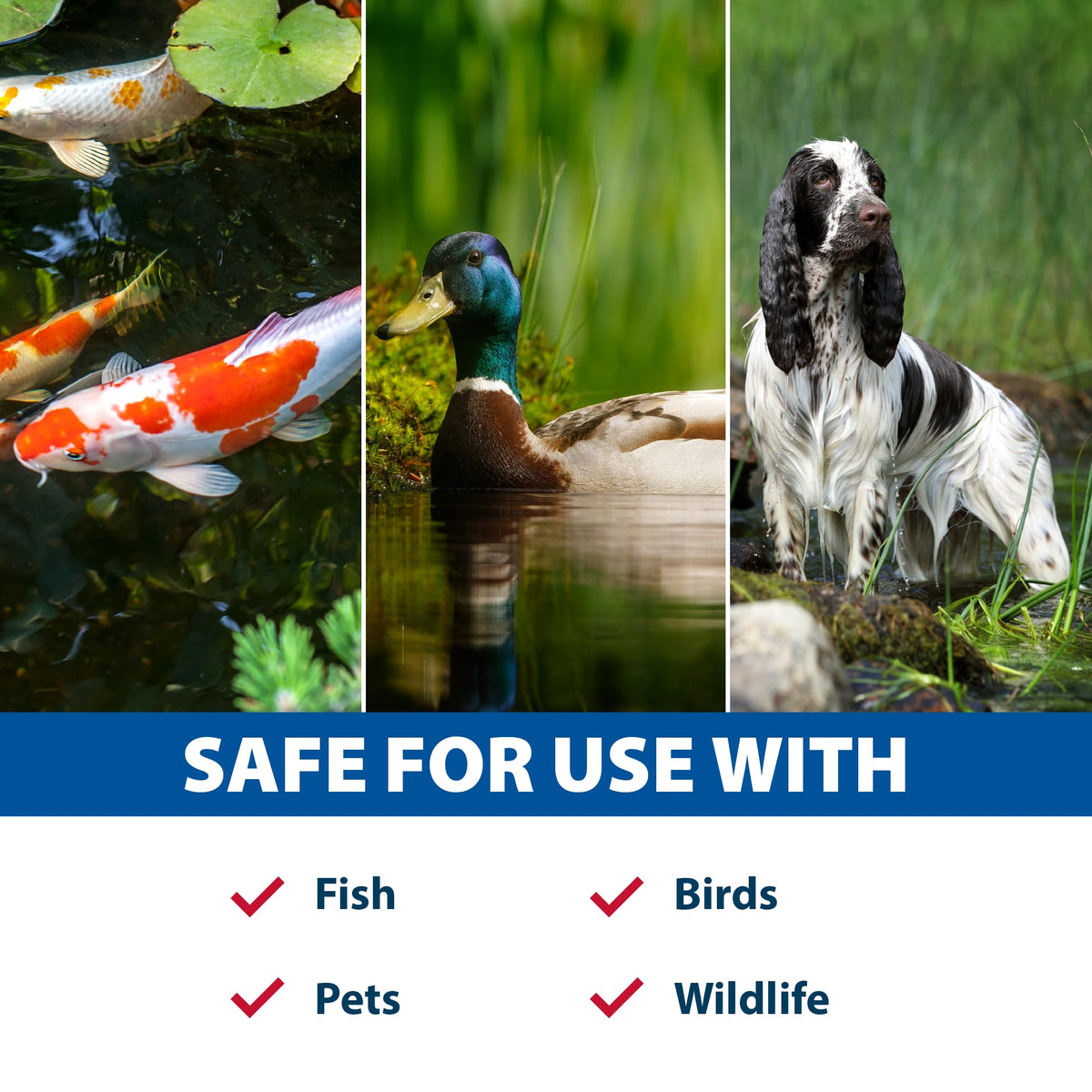 The Pond Guy Muck Defense improves water clarity through microbial digestion of debris.