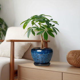 Thirtypot 6-inch rounded pot showing inner dimensions for plant fit