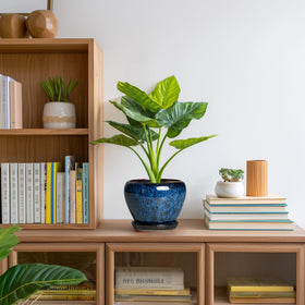 Thirtypot matches modern interiors as a stylish room decor