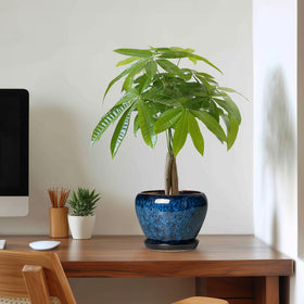 Thirtypot makes a thoughtful gift for plant lovers