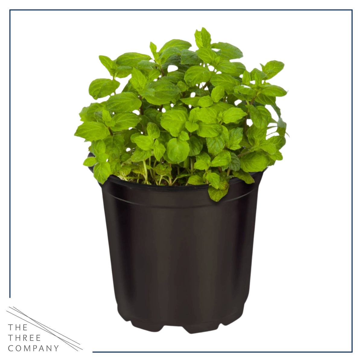 The Three Company assorted herbs in pot; versatile flavoring for cooking.