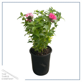 The Three Company bee balm in a container ready for a pollinator-friendly border.