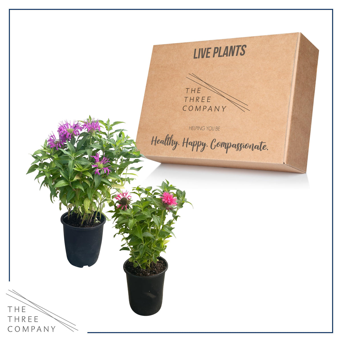 The Three Company bee balm stand shows 10-inch height and 4-inch width.