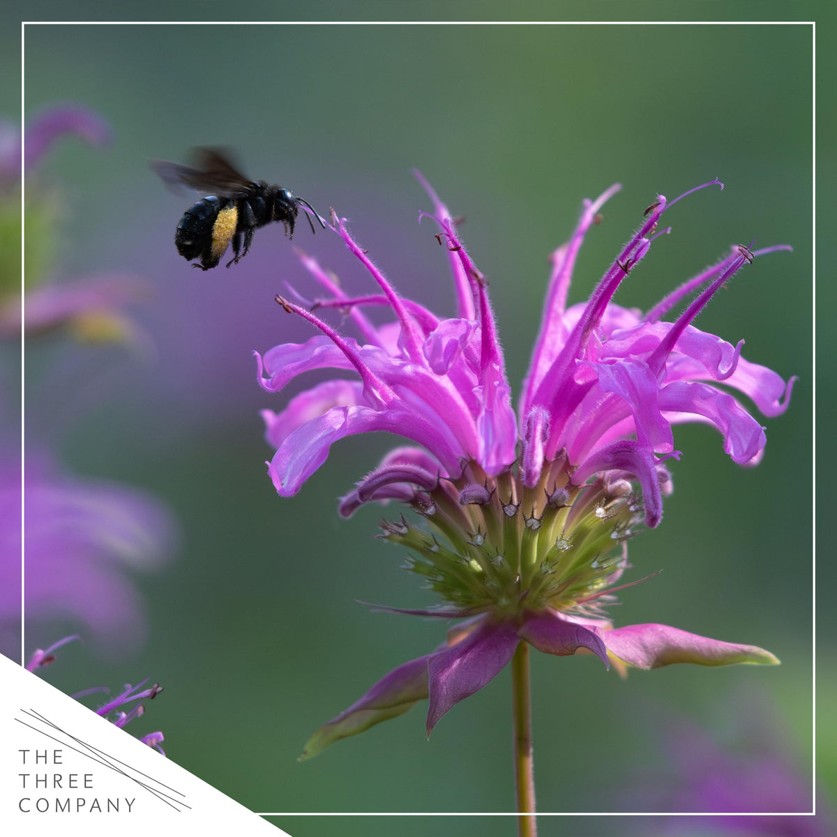 The Three Company bee balm in bright sun thrives in moist, well-draining soil.