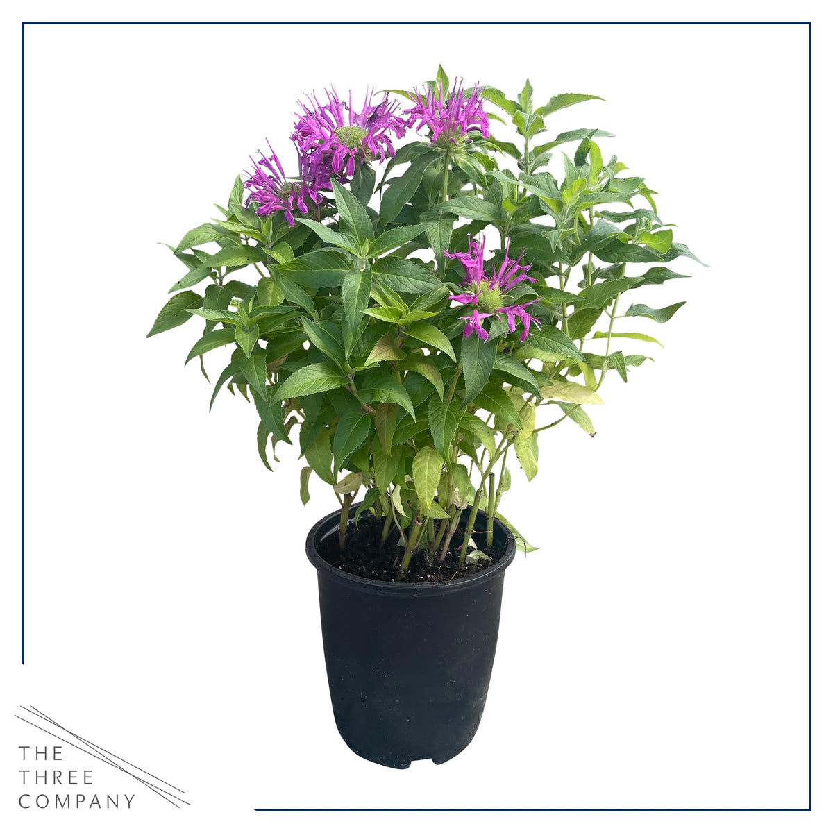 The Three Company bee balm in qt pot closeup shows compact growth and pot-ready setup.