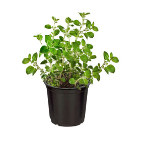 The Three Company 6-inch tall pot; compact herb garden for small spaces.