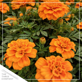 The Three Company Durango Orange marigold 8-inch-tall plants add early color to beds.