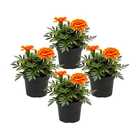 The Three Company Durango Orange marigold pack ready for border planting.
