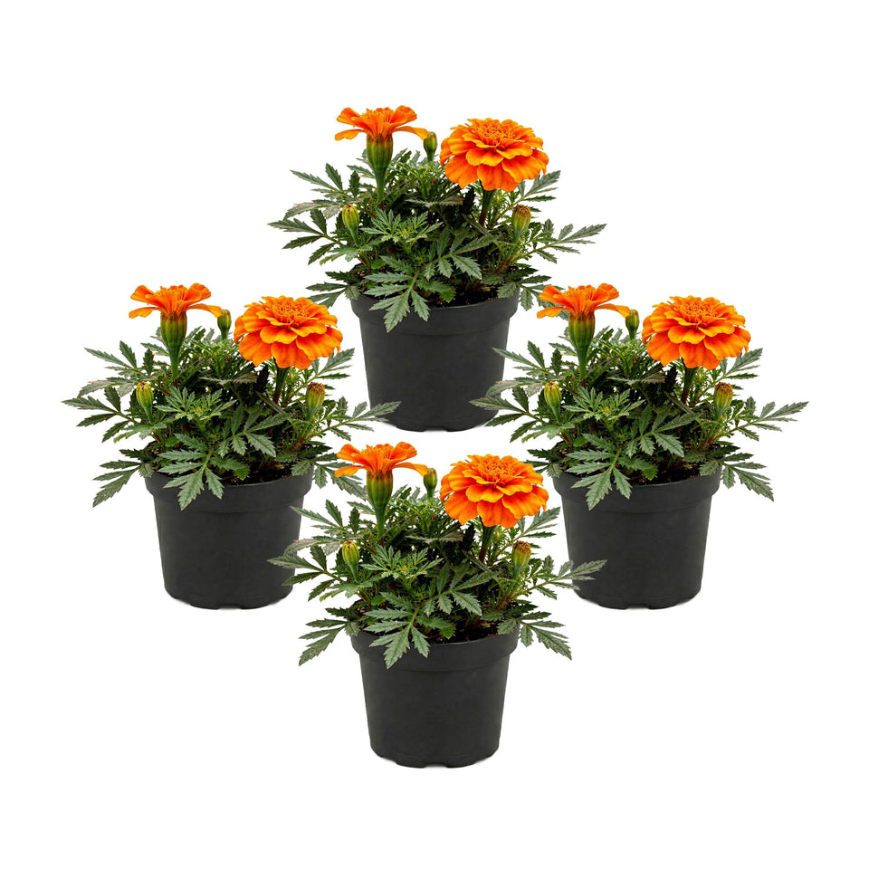 The Three Company Durango Orange marigold pack ready for border planting.